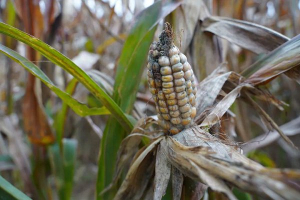 本信选配 河南农民不喜欢这个秋天